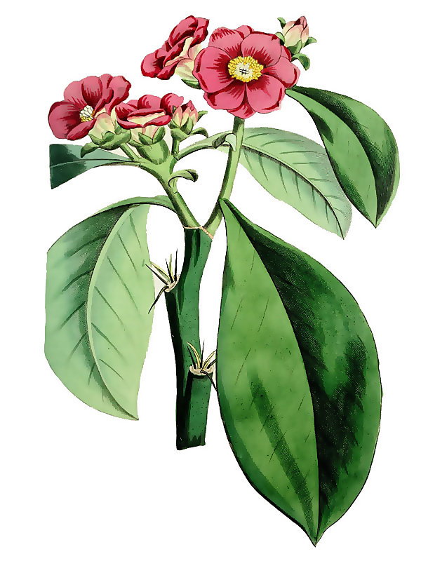 Pereskia grandiflora