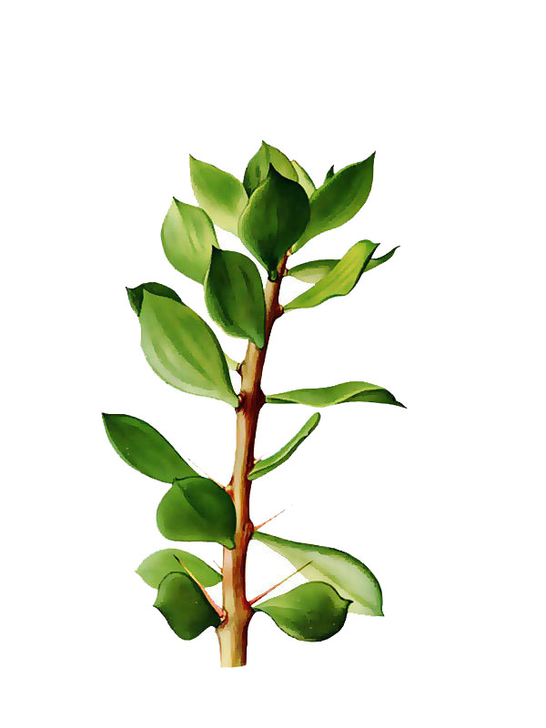 Pereskiopsis chapistle