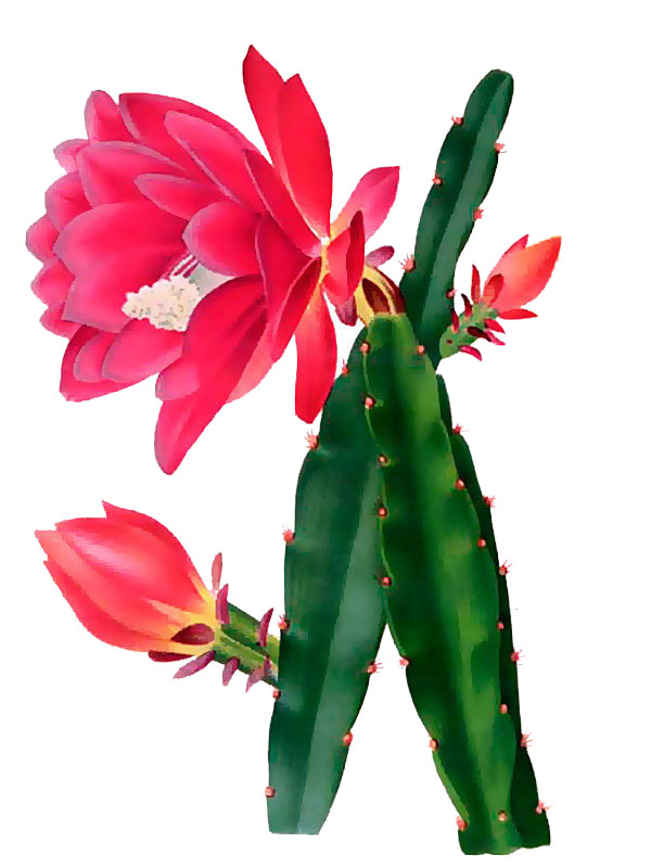 Phyllocactus amibroquet