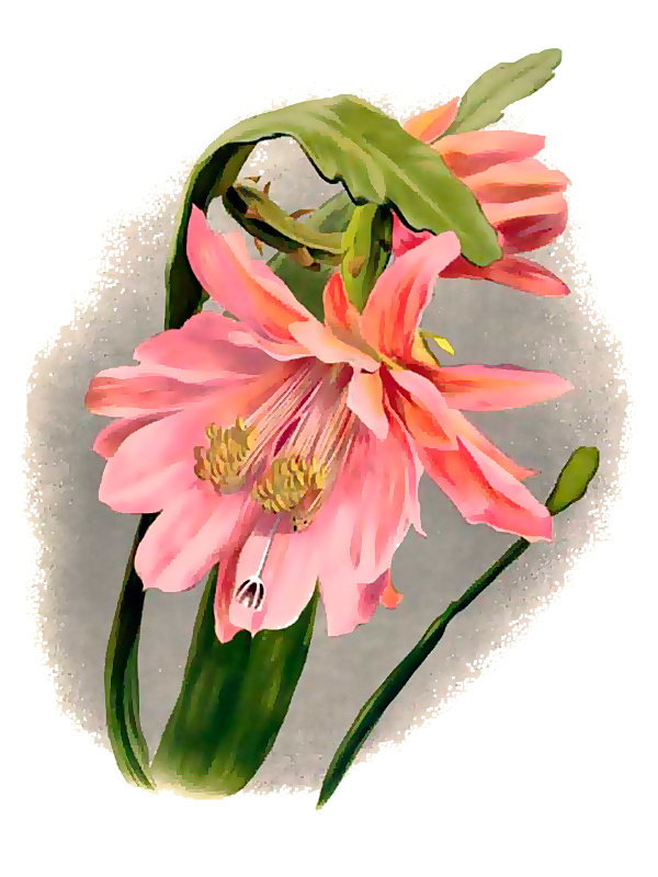 Phyllocactus delicatus