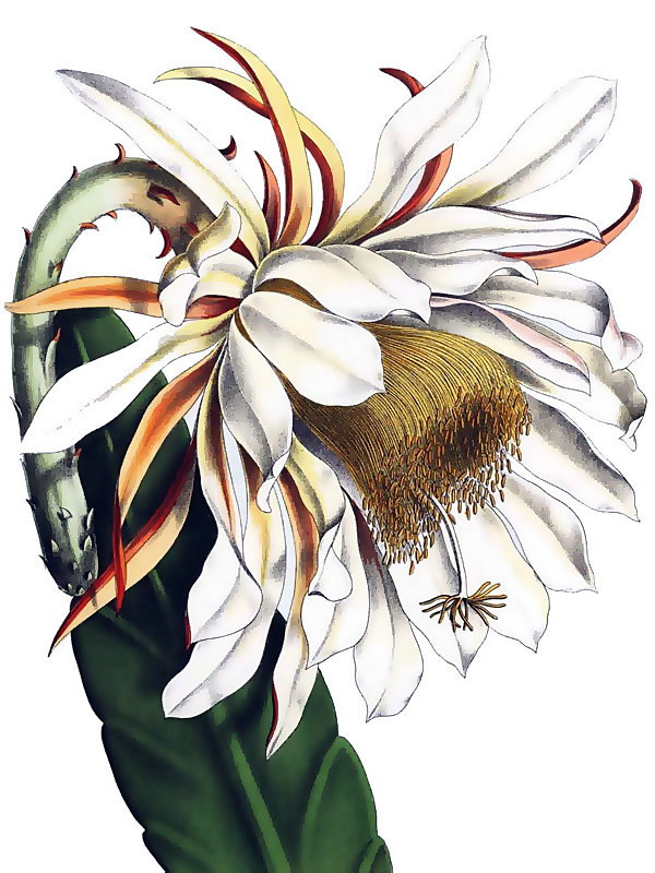 Phyllocactus thomasianus