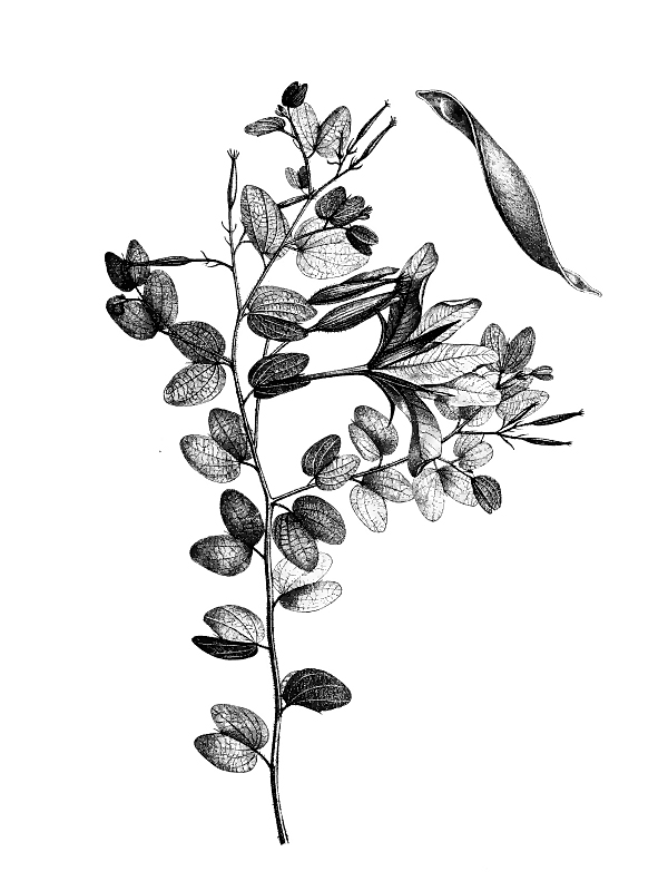 Bauhinia macrantha
