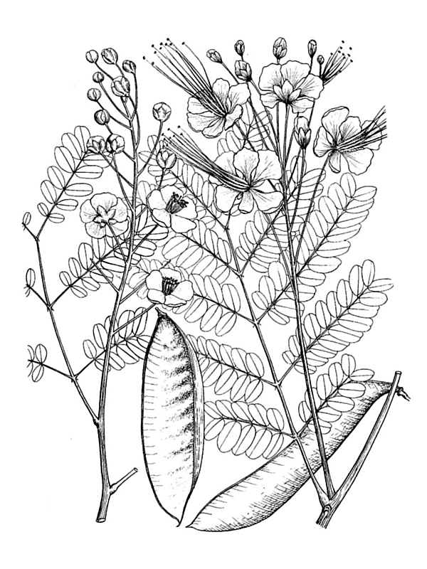 Caesalpinia pulcherrima