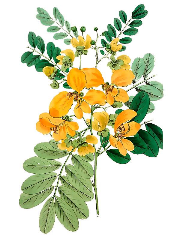 Cassia biflora
