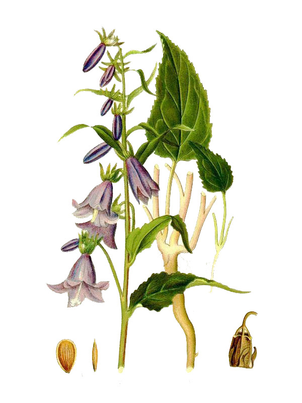 Campanula rapunculoides