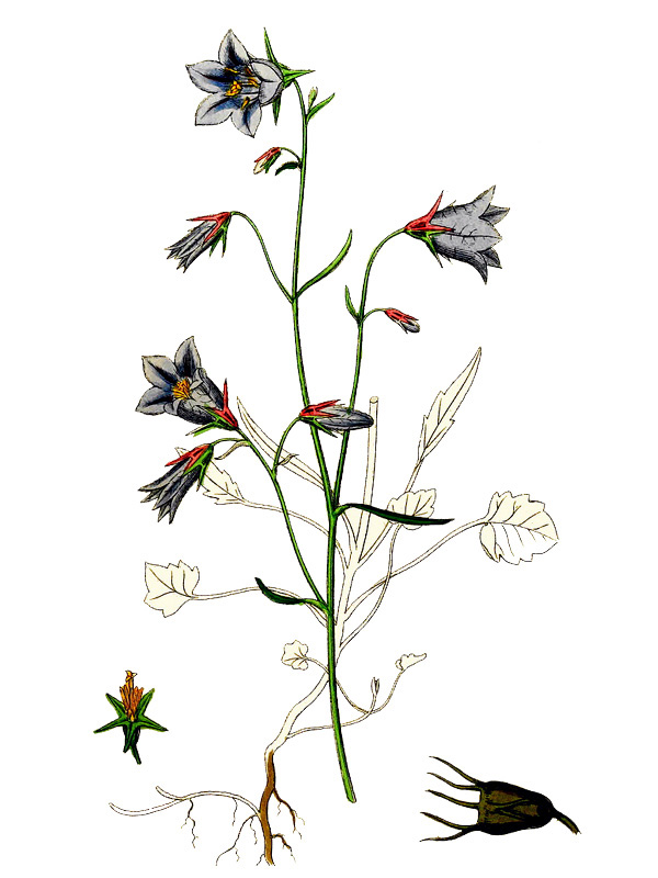 Campanula rotundifolia