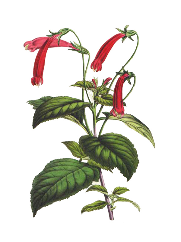 Centropogon coccineus