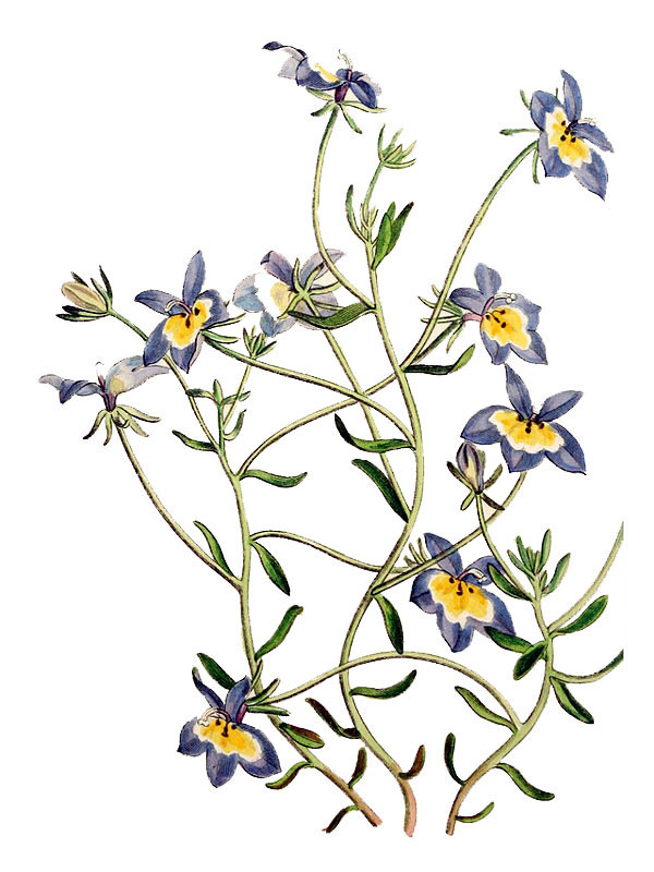 Downingia clintonia