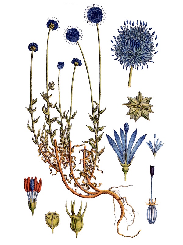 Jasione montana