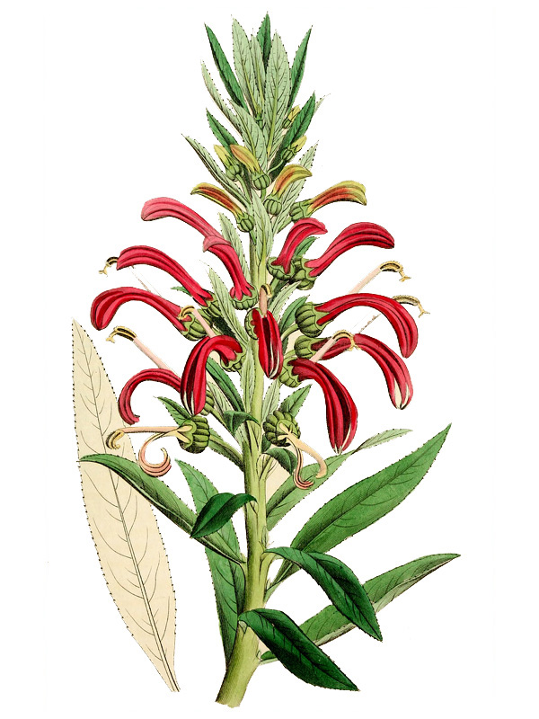 Lobelia purpurea