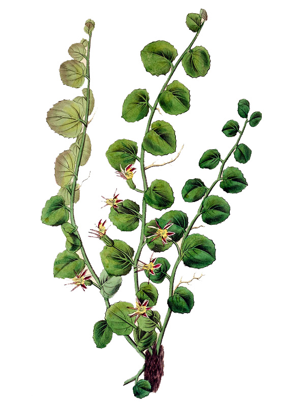 Pratia begonifolia