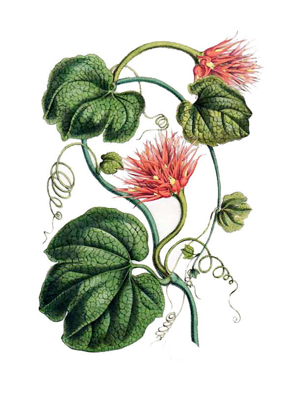 Anguria makoyana