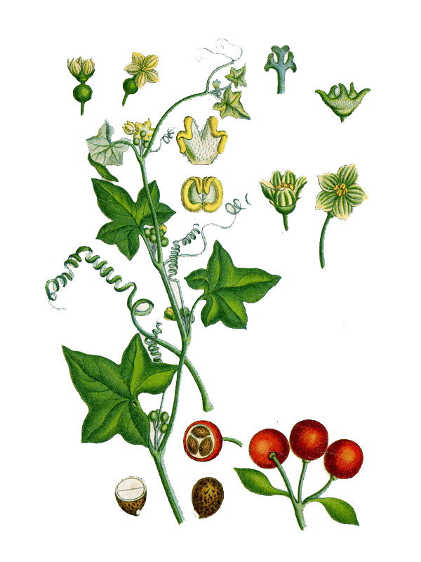 Bryonia dioica