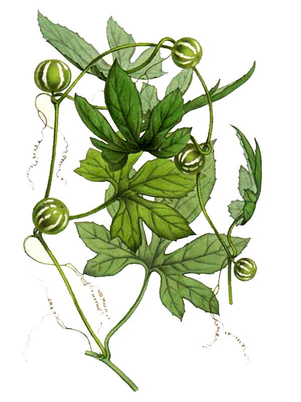 Bryonia laciniosa
