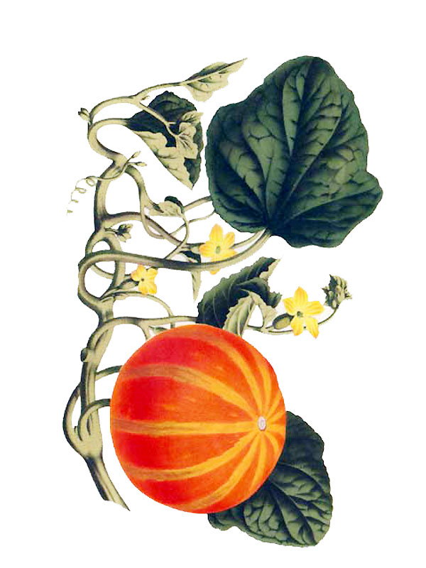 Cucumis melo