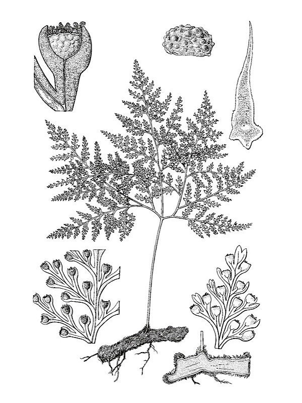 Davallia canariensis