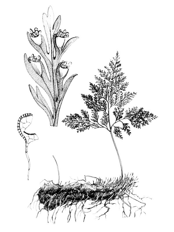 Davallia canariensis