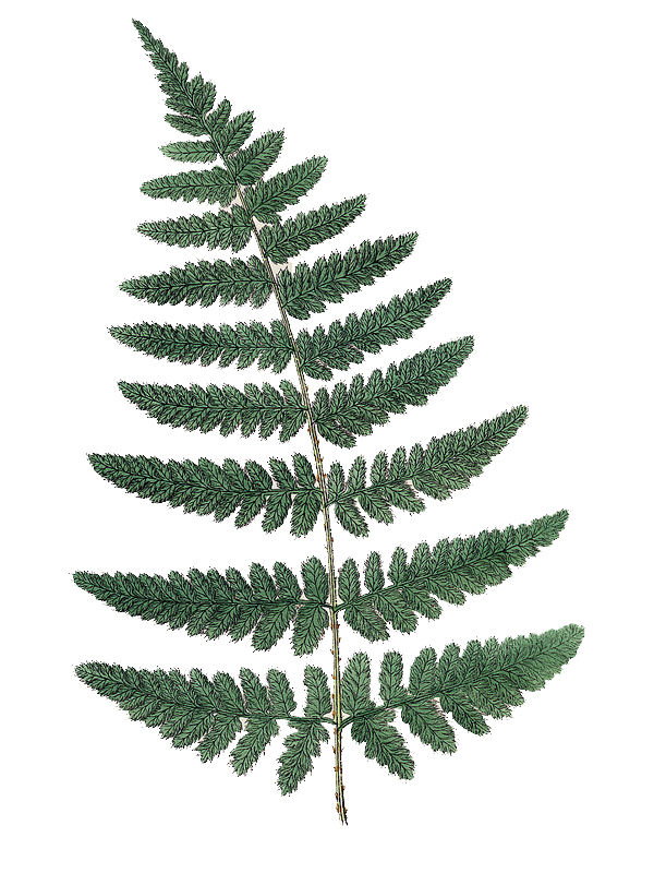 Dryopteris dilatata
