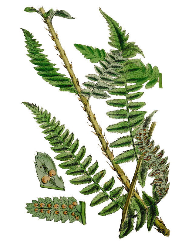 Lastrea remota