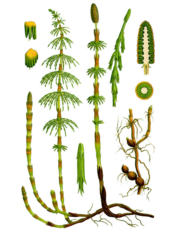 Equisetum pratense