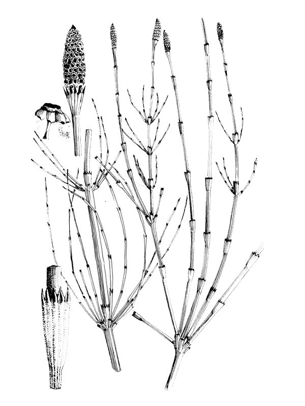 Equisetum ramosissimum