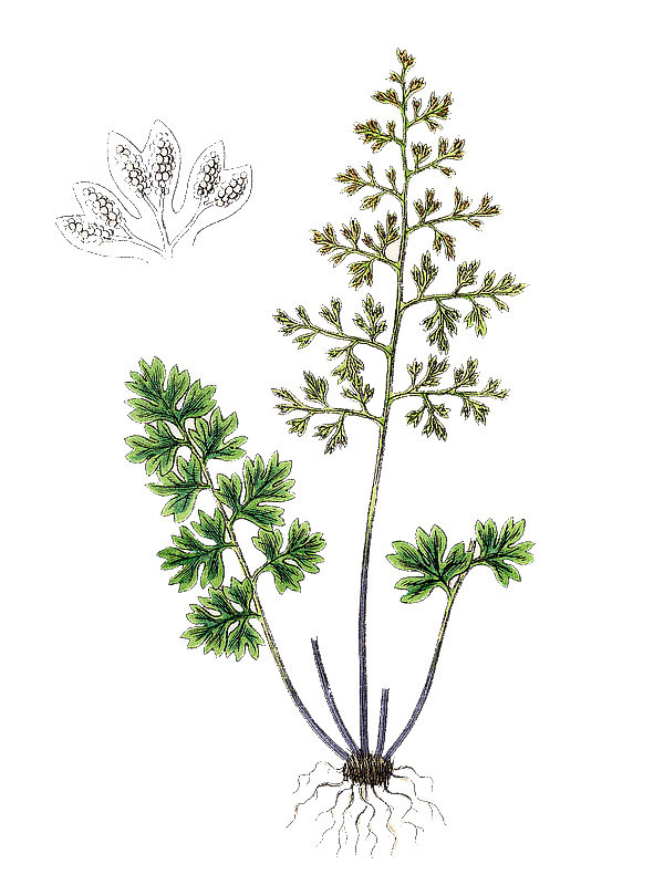 Anogramma leptophylla