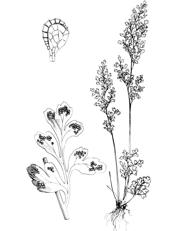 Anogramma leptophylla