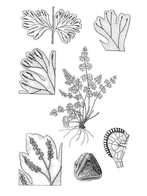 Gymnogramma leptophylla