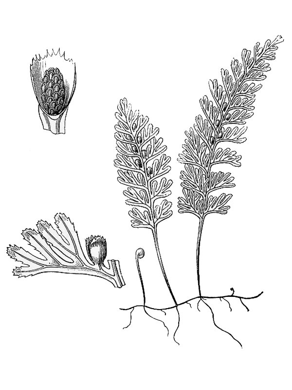 Hymenophyllum tunbrigense