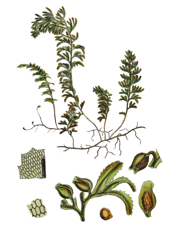 Hymenophyllum unilaterale