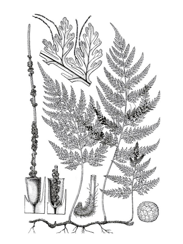 Vandesboschia speciosa