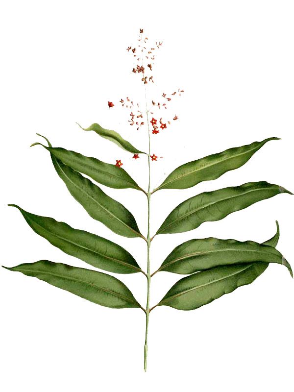 Cratoxylum sumatranum