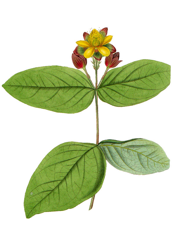 Hypericum androsaemum