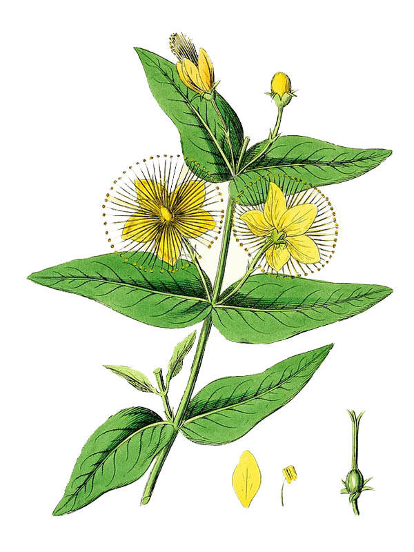 Hypericum hircinum