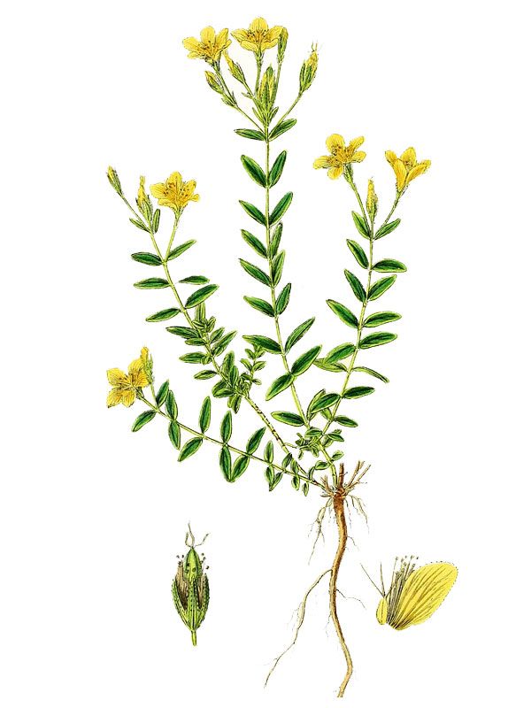 Hypericum linariifolium