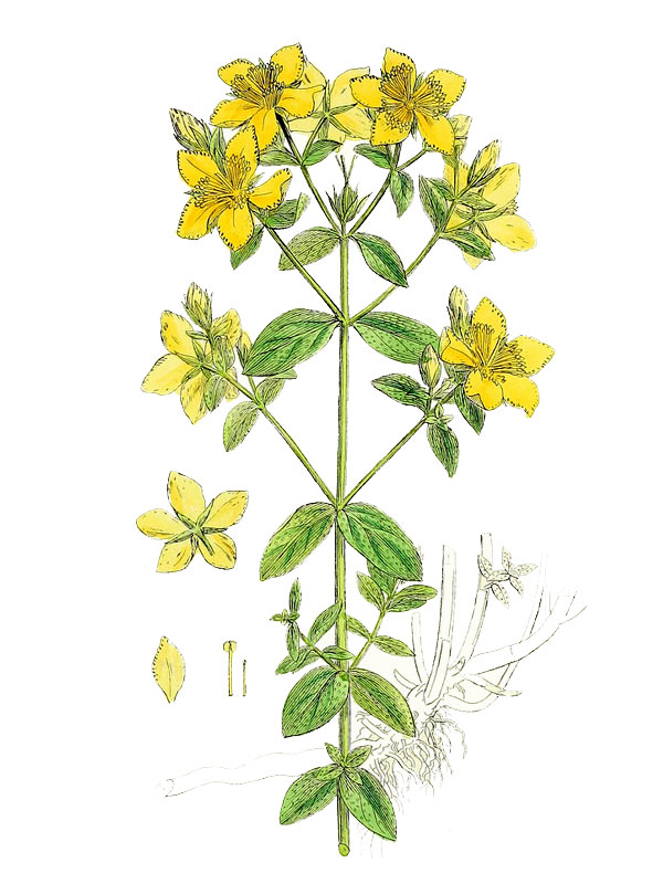 Hypericum perforatum