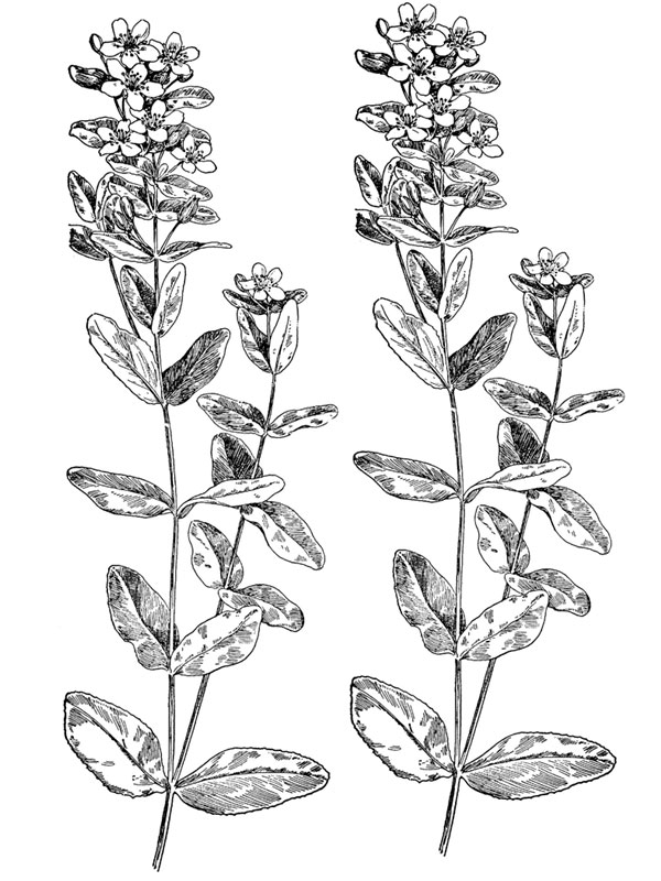 Hypericum virginicum
