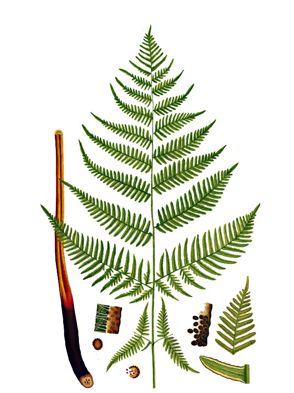 Pteridium aquilinum