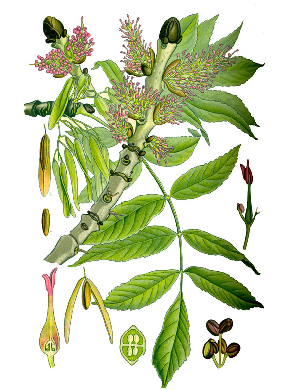 Fraxinus excelsior
