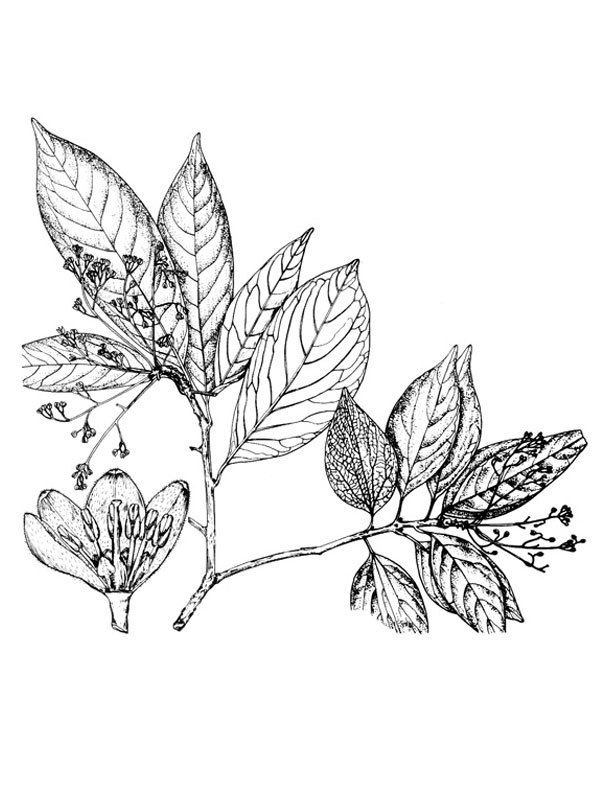 Persea odoratissima