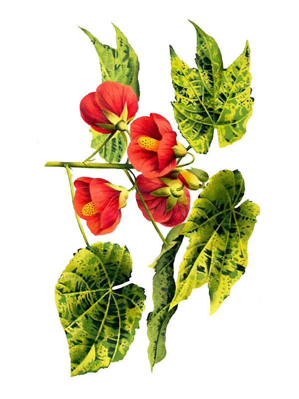 Abutilon darwinii