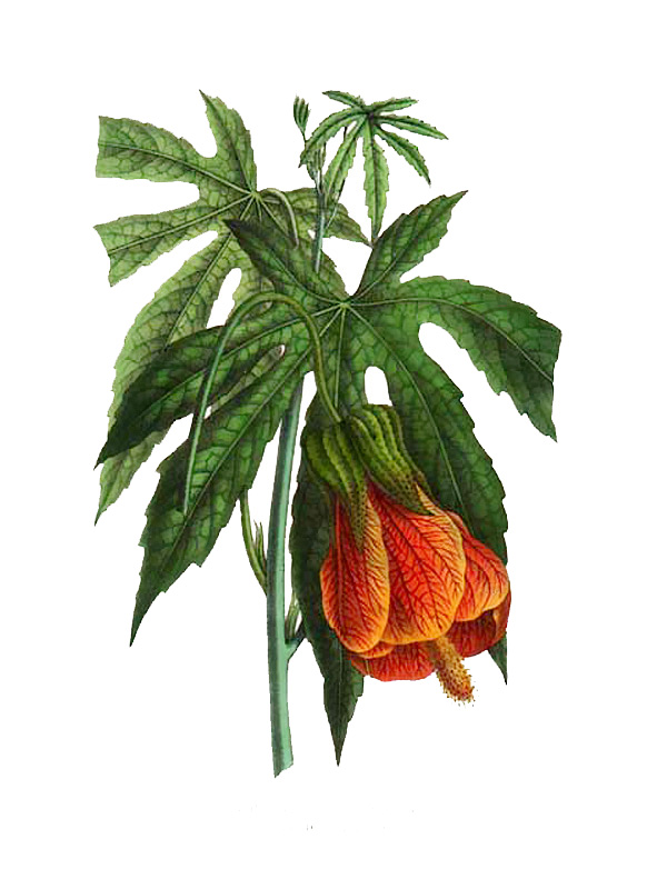 Abutilon pictum
