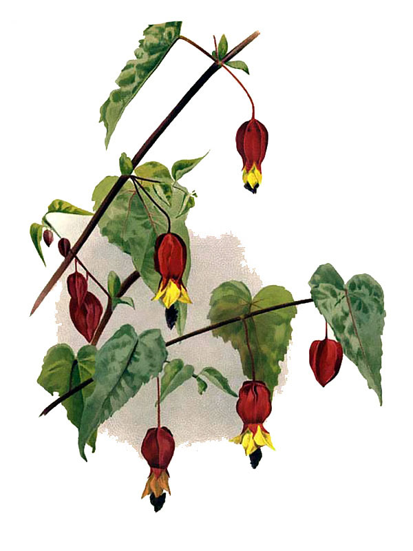 Abutilon vexillarium