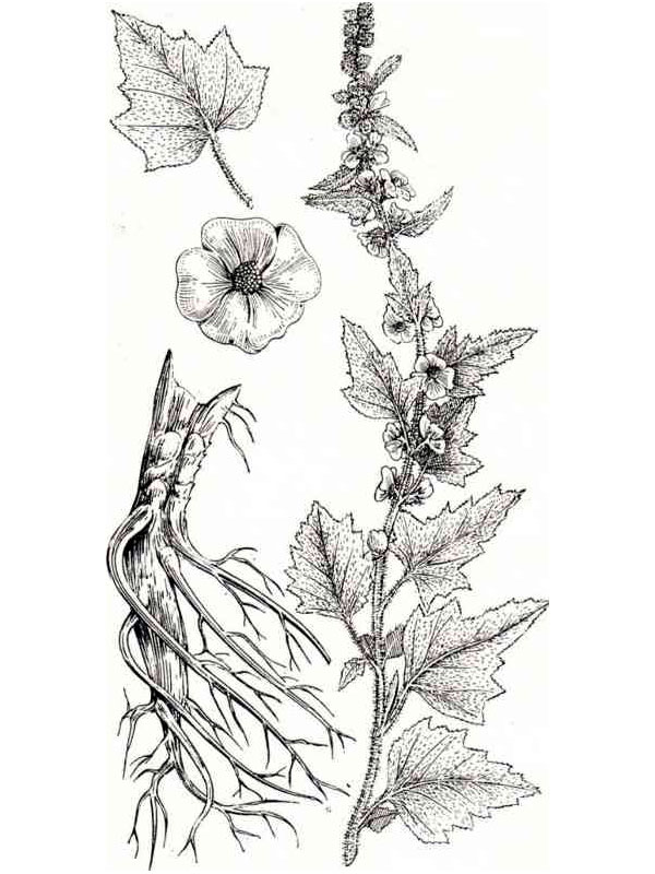 Althaea officinalis