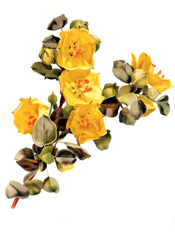 Fremontia californicum