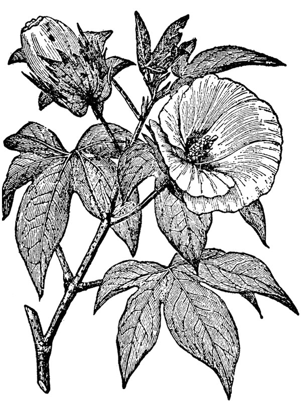 Gossypium arboreum
