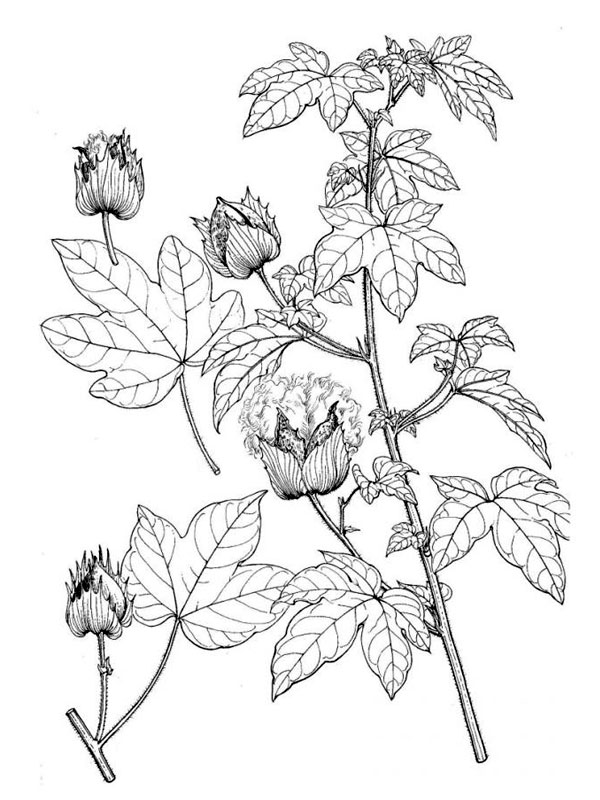 Gossypium arboreum