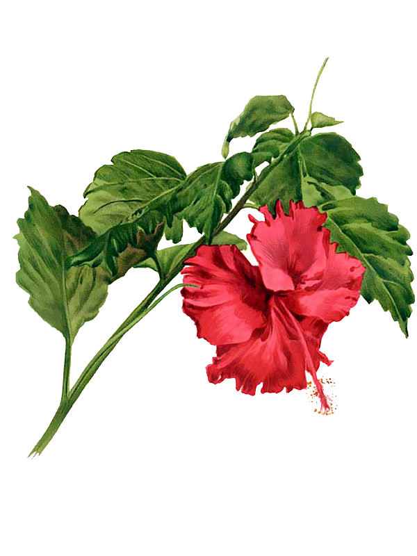 Hibiscus archeri