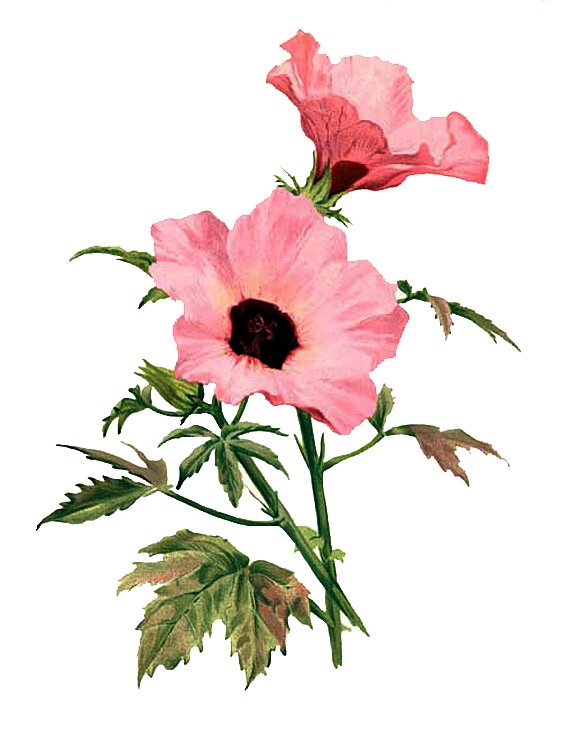 Hibiscus cannabinus