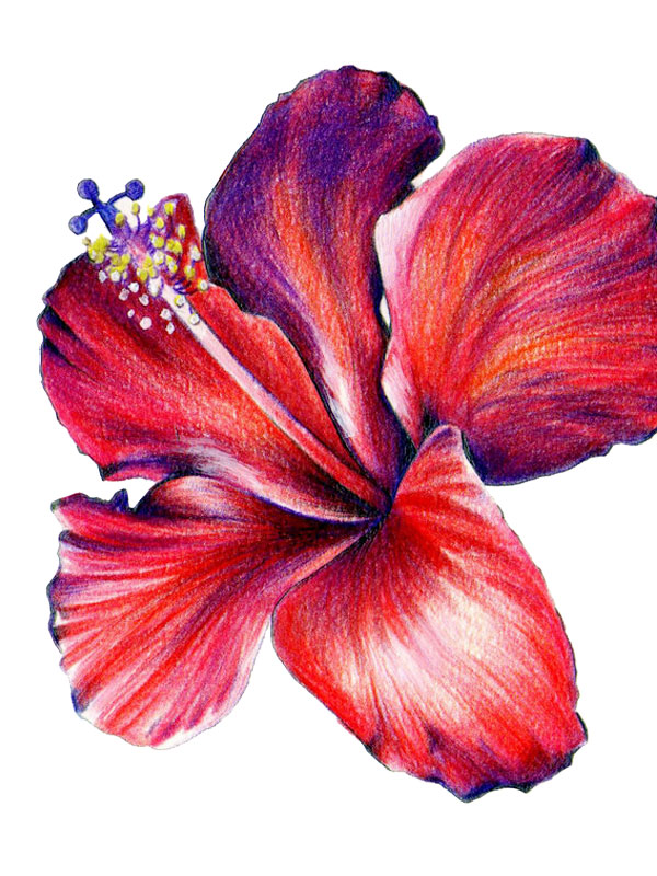 Hibiscus rosa-sinensis